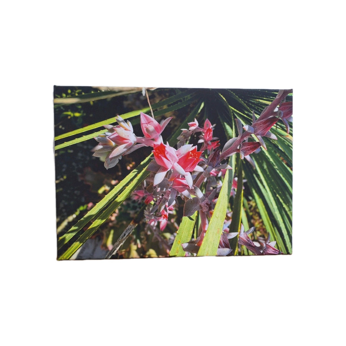 Digitaldruck Bild Steingewächs NEU  Grün Oliv Hummer 70x50 cm