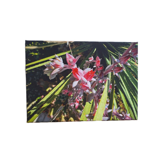 Digitaldruck Bild Steingewächs NEU  Grün Oliv Hummer 70x50 cm