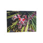 Digitaldruck Bild Steingewächs NEU  Grün Oliv Hummer 70x50 cm