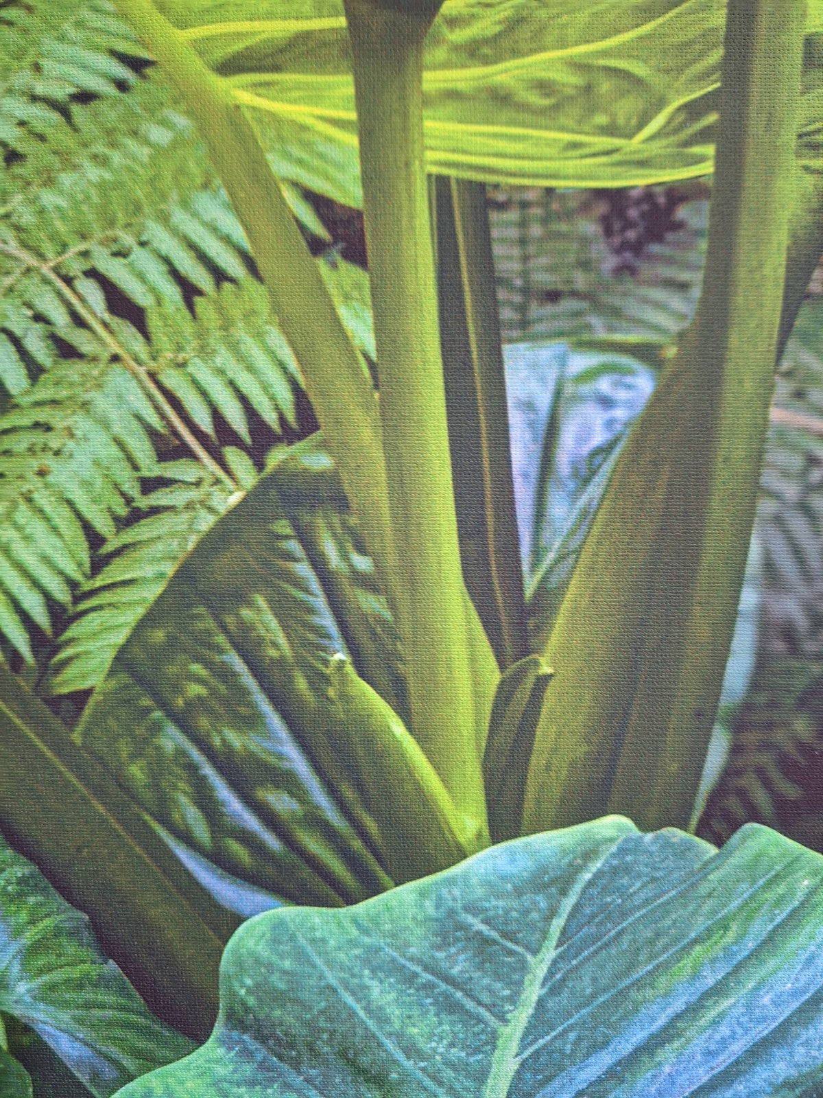 Digitaldruck Bild Steingewächs NEU  Grün Oliv Gelb 50x70 cm