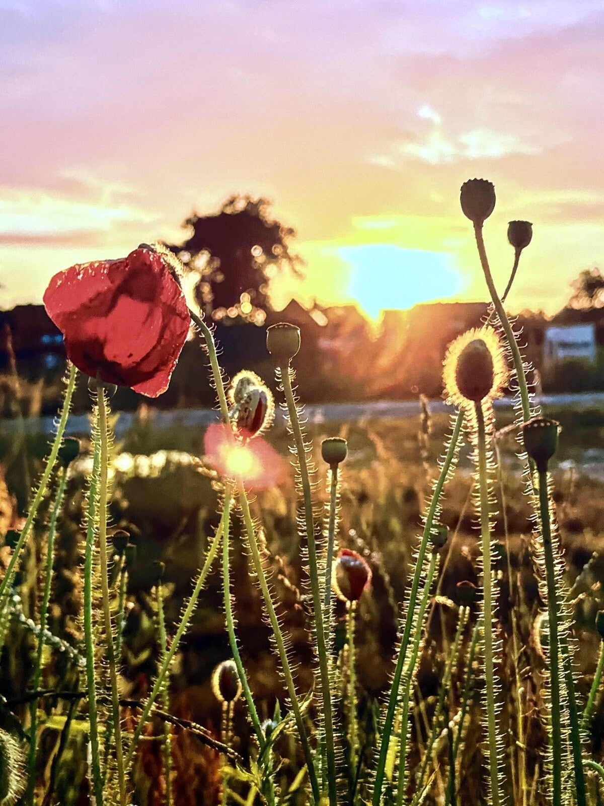 Raumstil Design Digitaldruck Leinwand NEU ,,Sonnenaufgang im Mohnfeld“ 50x60 cm