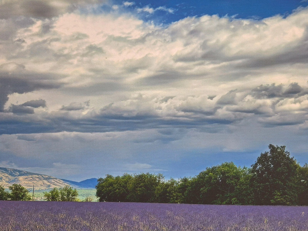 Digitaldruck Bild Lavendel Felder NEU  Lila Grün Blau Weiß 80x60 cm