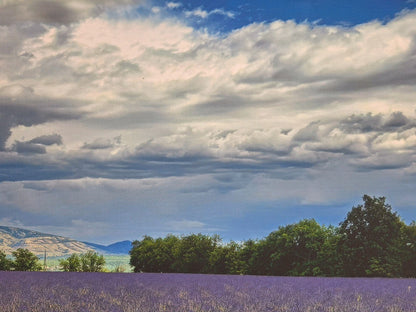 Digitaldruck Bild Lavendel Felder NEU  Lila Grün Blau Weiß 80x60 cm