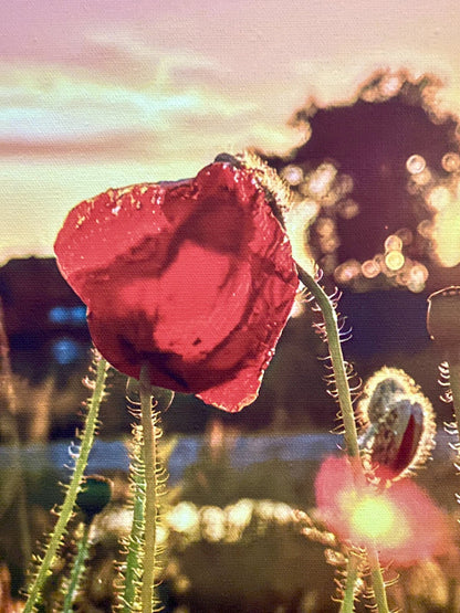 Raumstil Design Digitaldruck Leinwand NEU ,,Sonnenaufgang im Mohnfeld“ 50x60 cm