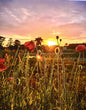 Raumstil Design Digitaldruck Leinwand NEU ,,Sonnenaufgang im Mohnfeld“ 50x60 cm