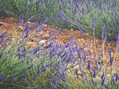 Digitaldruck Bild Lavendel Felder NEU  Lila Grün Blau Weiß 80x60 cm