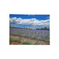 Digitaldruck Bild Lavendel Felder NEU  Lila Grün Blau Weiß 80x60 cm
