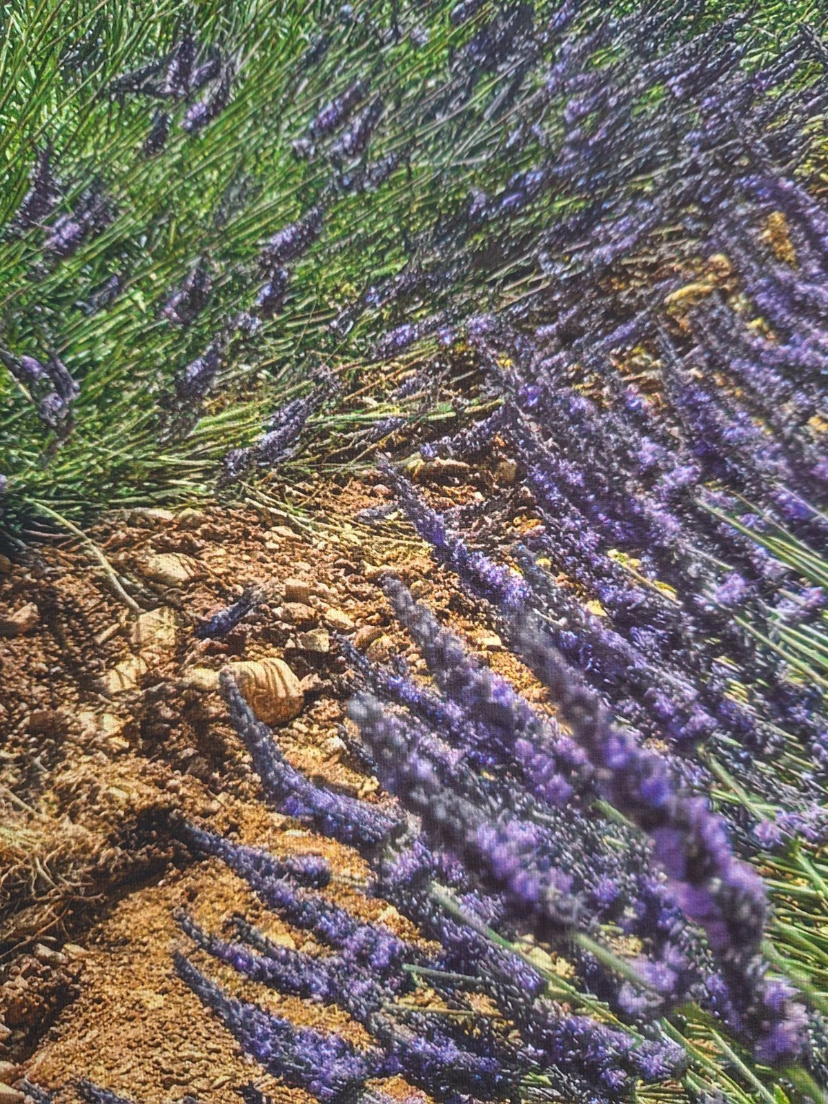 Digitaldruck Bild Lavendel Felder NEU  Lila Grün Blau Weiß 60x80 cm