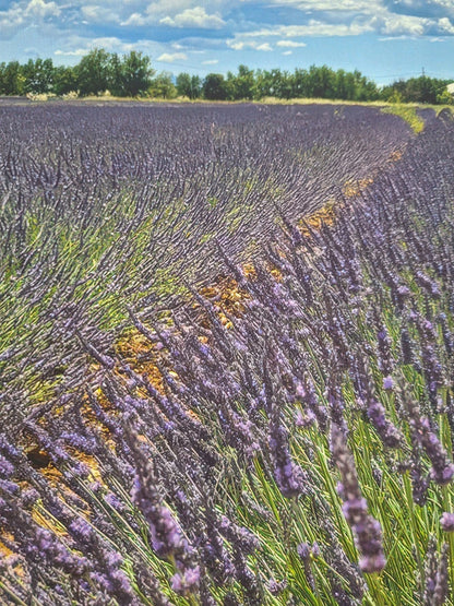 Digitaldruck Bild Lavendel Felder NEU  Lila Grün Blau Weiß 60x80 cm