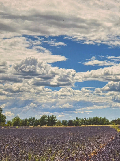 Digitaldruck Bild Lavendel Felder NEU  Lila Grün Blau Weiß 60x80 cm